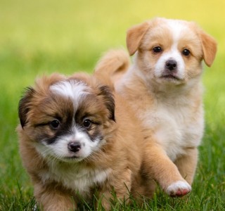 Image of Michaels Dog care service in Clarkesville, Georgia, United States Image of Michaels Dog care service in Clarkesville, Georgia, United States