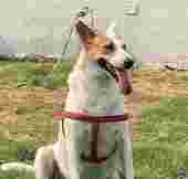 Image of Pets Paradise - Pet Shop | Pet Grooming| Pet Boarding service in Noida, Uttar Pradesh, India
