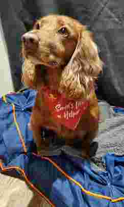 Image of Pets at Home Poole service in Poole, Dorset, United Kingdom