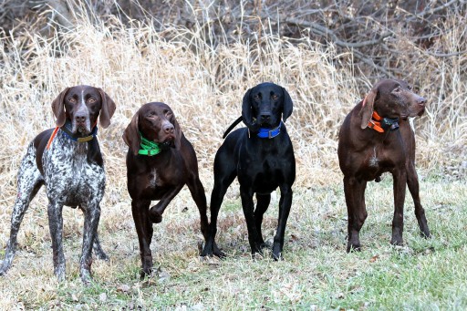Image of Northfork Kennels of Iowa service in Cedar Falls, Iowa, United States