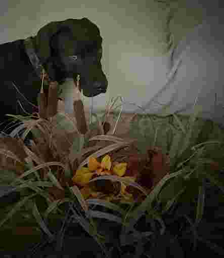 Image of Manes N Tails Professional Pet Sitting service in Largo, Florida, United States