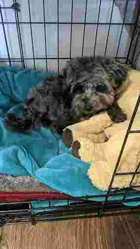 Image of Dog Care Wonderland service in Markham, Ontario, Canada Image of Dog Care Wonderland service in Markham, Ontario, Canada