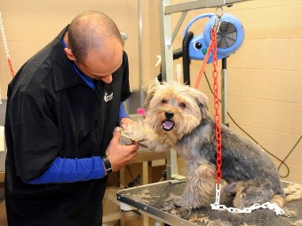Image of lavaggio cani self-service e toeletta-Roma service in Roma, Lazio, Italy