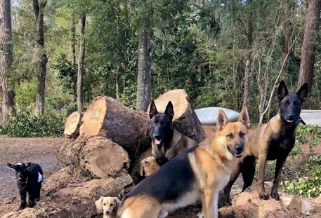 Image of K 9 Perceptions service in Jacksonville, Alabama, United States Image of K 9 Perceptions service in Jacksonville, Alabama, United States
