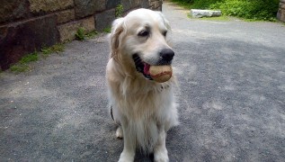 Image of Heads and Tails Pet Service service in Suffolk County, Massachusetts, United States