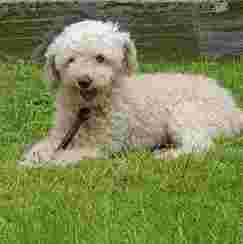 Image of Schubert Walter Dr. med. Vet. practicing veterinarian service in Frankfurt am Main, Hessen, Germany