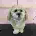 Image of Tina's Dog Grooming Salon service in Reynella, South Australia, Australia
