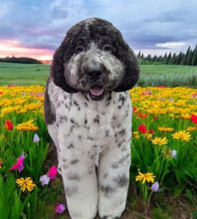 Image of Niles Pet Salon & Resort service in Warren, Michigan, United States