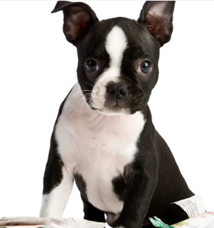Image of Veterinary Clinical Center Boavet service in Boadilla del Monte, Madrid, Spain