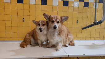 Image of Toelettatura Mondo Cane, gatto e self service service in Bologna, Bologna, Italy