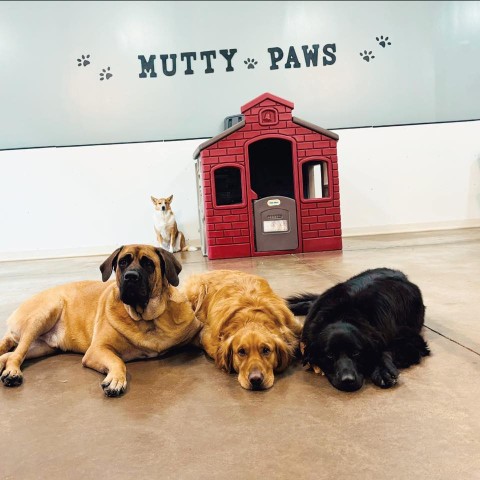 Image of Mutty Paws Daycare & Grooming service in Belle River, Ontario, Canada Image of Mutty Paws Daycare & Grooming service in Belle River, Ontario, Canada