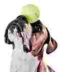 Image of Unleashed K9 Performance service in Ramara, Ontario, Canada