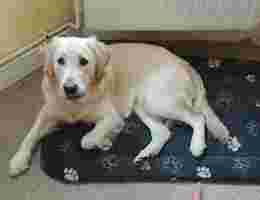 Image of Rutland House Veterinary Surgery, Albany service in Huyton, England, United Kingdom