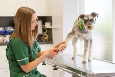 Image of Beechwood Veterinary Group, Garforth service in Garforth, England, United Kingdom