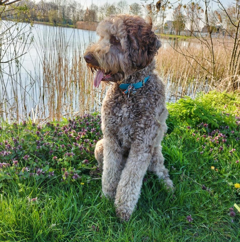 Image of Trimsalon For your Doodle service in Genemuiden, Overijssel, Netherlands