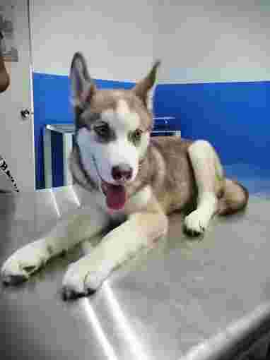Image of Veterinaria "Snoopy" service in Tijuana, Baja California, Mexico
