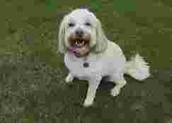 Image of Clifton Lodge Veterinary Group, Billingham service in Stockton-on-Tees, Cleveland, United Kingdom