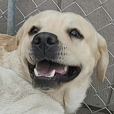 Image of Starwood Pet Resort service in Worcester County, Massachusetts, United States Image of Starwood Pet Resort service in Worcester County, Massachusetts, United States