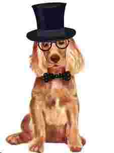Image of The Muttley Crew London service in London, England, United Kingdom