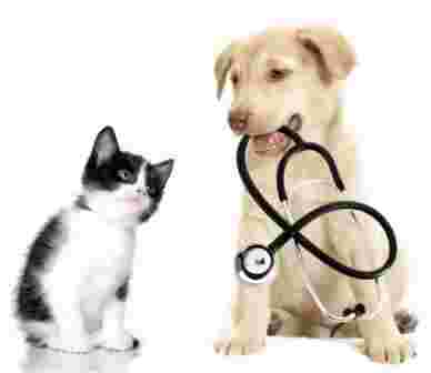 Image of Veterinaria Cetego service in Roma, Lazio, Italy