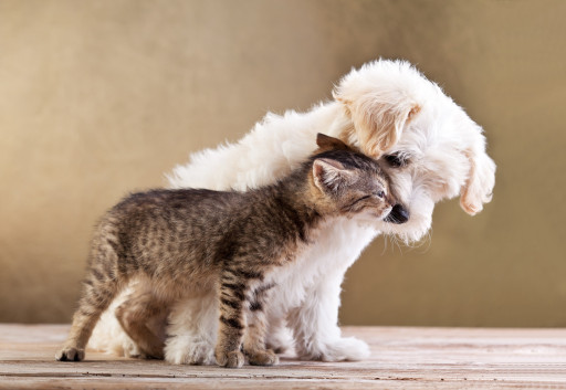 Image of Ellerslie Veterinary Clinic service in Auckland, Auckland, New Zealand