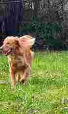 Image of Spring Branch Houston Dog Boarding service in Houston, Minnesota, United States Image of Spring Branch Houston Dog Boarding service in Houston, Minnesota, United States
