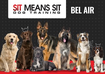 Image of Sit Means Sit Dog Training - Bel Air service in Bel Air, Maryland, United States Image of Sit Means Sit Dog Training - Bel Air service in Bel Air, Maryland, United States