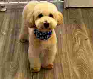 Image of Fur Baby Pet Spa service in Las Vegas, Nevada, United States