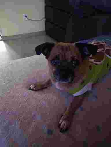 Image of USŁUGI WETERYNARYJNE GRZEGORZ DOMAŃSKI service in Łódź, Łódź Voivodeship, Poland