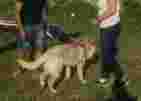 Image of Country Dog Club A.S.D. Centro Cinofilo service in Frascati, Lazio, Italy