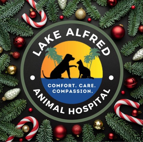 Image of Lake Alfred Animal Hospital service in Lake Alfred, Florida, United States Image of Lake Alfred Animal Hospital service in Lake Alfred, Florida, United States