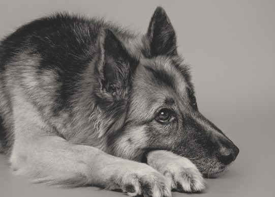 Image of CityVet | Edmond + Urgent Care service in Edmond, Oklahoma, United States
