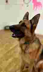 Image of Guardería Y Peluquería Canina Puppy Fashion service in Mostoles, Madrid, Spain