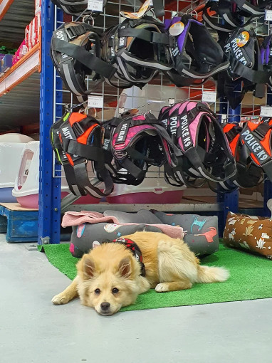 Image of CASH ANIMALES ANTORCHA service in Sevilla, Sevilla, Spain