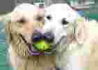 Image of ABC Pet Resort & Spa service in Houston, Minnesota, United States Image of ABC Pet Resort & Spa service in Houston, Minnesota, United States