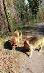 Image of Studio Veterinario Associato Dott.-Baracchini service in Gattorna, Liguria, Italy