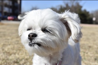 Image of Pawsh, LLC service in Edmond, Oklahoma, United States