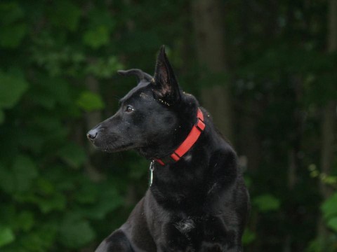 Image of Camp American Canine service in Bristol County, Massachusetts, United States Image of Camp American Canine service in Bristol County, Massachusetts, United States