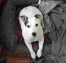 Image of Dog Shelter Troy service in Capital City of Prague, Prague, Czechia