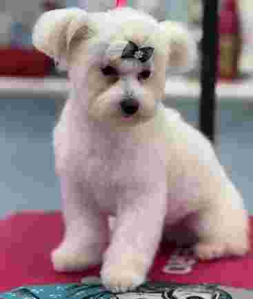 Image of Peluquería Canina Styl Can service in Valencia, Valencia, Spain