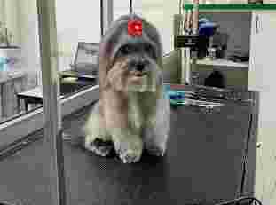 Image of Peluquería Canina Orión service in Valencia, Valencia, Spain