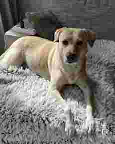Image of Amsterdam Pet Sitter service in Amsterdam, North Holland, Netherlands