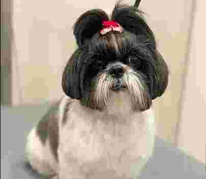 Image of Corbella Mascotes service in Barcelona, Barcelona, Spain