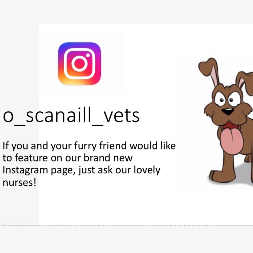 Image of Ó'Scanaill and Associates Veterinary Clinic service in Ashbourne, Meath, Ireland