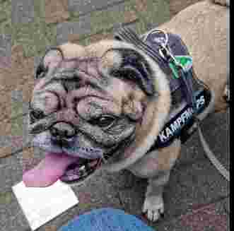 Image of Dr. med. vet. Yvonne Contzen service in Krefeld, Nordrhein-Westfalen, Germany