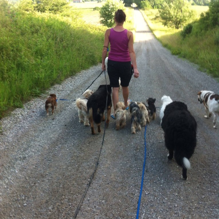 Image of Magic Mutts service in Brant, Ontario, Canada