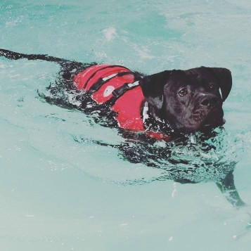 Image of K9 Swim mcr LTD service in Manchester, England, United Kingdom