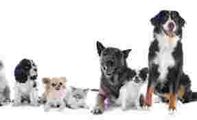 Image of CLINICA VETERINARIA EL CACHORRO service in Sevilla, Sevilla, Spain