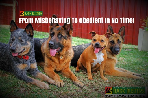Image of Bark Busters Home Dog Training Dallas service in Dallas, Georgia, United States Image of Bark Busters Home Dog Training Dallas service in Dallas, Georgia, United States