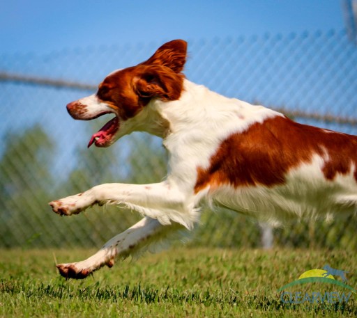 Image of Clearview Pet Care Centre - 72nd Street service in Omaha, Nebraska, United States